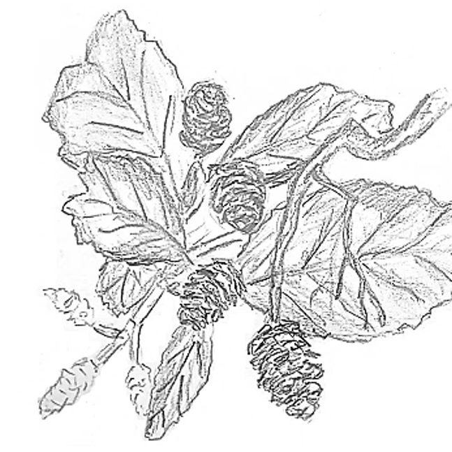 Zirbenholz, Zirbenkiefer für SaunaWedel